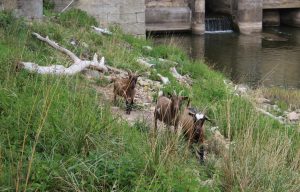 Ziegen laufen am Ufer entlang