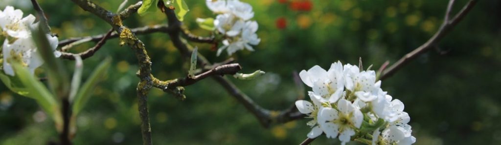Blüten auf dem Ferienhof